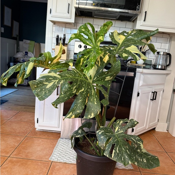 Monster Monstera Plant - Picture 2 of 2